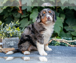 Small #2 Bernedoodle (Miniature)