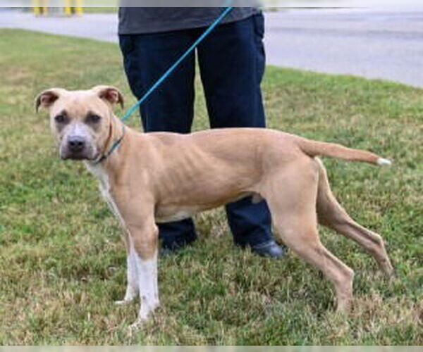 Medium Photo #4 American Pit Bull Terrier-Unknown Mix Puppy For Sale in Glen Allen, VA, USA
