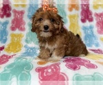 Small #1 YorkiePoo
