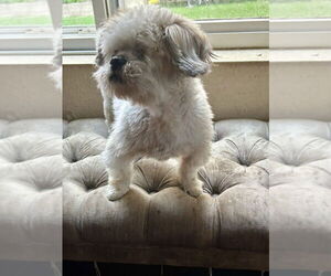 Shih Apso Dogs for adoption in San Diego , CA, USA