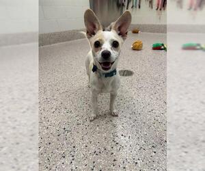 Chihuahua Dogs for adoption in Brighton, CO, USA