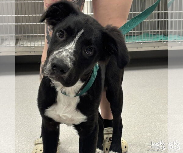 Medium Photo #2 Borador Puppy For Sale in Washington, DC, USA