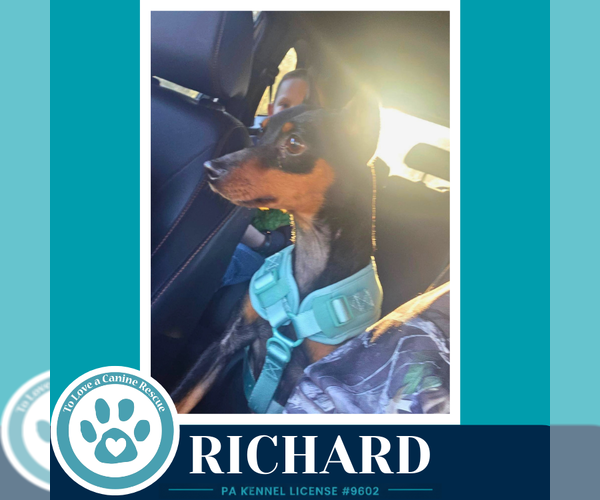 Medium Photo #4 Miniature Pinscher Puppy For Sale in Kimberton, PA, USA