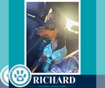 Small #3 Miniature Pinscher