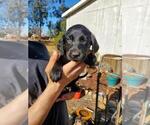 Small Photo #4 Labradoodle-Labrador Retriever Mix Puppy For Sale in HERALD, CA, USA