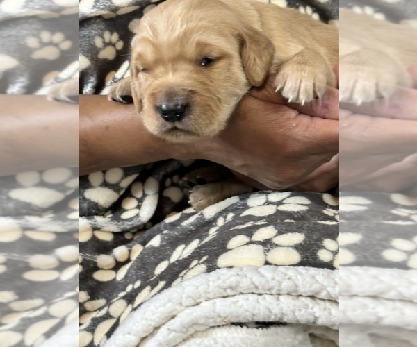 Medium Photo #11 Golden Retriever Puppy For Sale in BRANDON, FL, USA