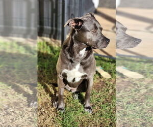 KangaRoo - Female Blue Lacy-Unknown Mix Dog for Adoption - Photo #29