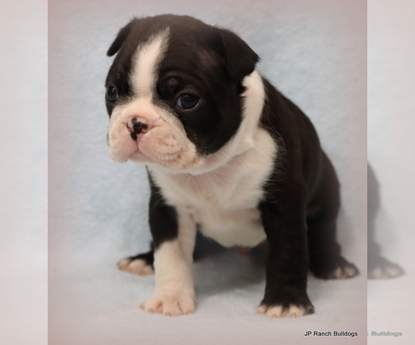 Medium Photo #16 Boston Terrier Puppy For Sale in WINNSBORO, TX, USA