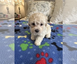 Cock-A-Poo Puppy for sale in OCALA, FL, USA