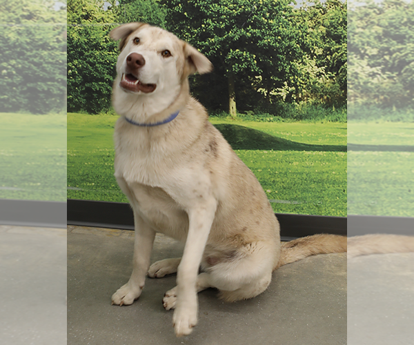 Medium Photo #6 Aussie Siberian Puppy For Sale in Decatur, GA, USA