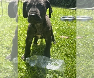 Great Dane Puppy for sale in BATAVIA, OH, USA