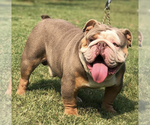 Small Photo #1 English Bulldog-Olde English Bulldogge Mix Puppy For Sale in LIBERTY HILL, TX, USA