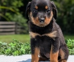 Small #2 Rottweiler