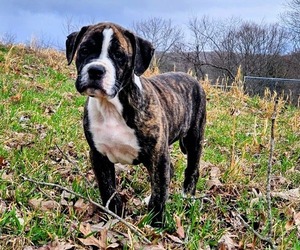 Alapaha Blue Blood Bulldog Puppy for sale in SHELOCTA, PA, USA