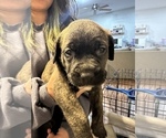 Small Photo #26 Cane Corso-Saint Bernard Mix Puppy For Sale in LIVERMORE, CA, USA