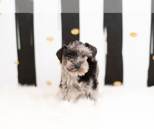 Medium Photo #6 Schnauzer (Miniature) Puppy For Sale in WARSAW, IN, USA