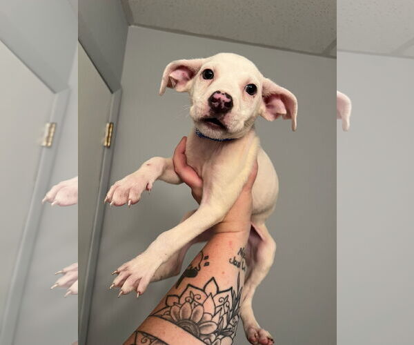 Medium Photo #3 Bullboxer Pit Puppy For Sale in Duluth, MN, USA