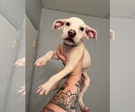 Small #2 Bullboxer Pit