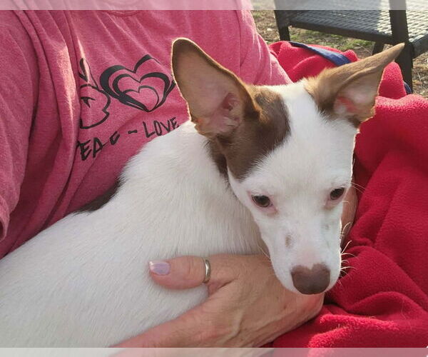 Medium Photo #5 Rat-Cha Puppy For Sale in Grafton, WI, USA
