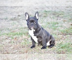Small Photo #3 French Bulldog Puppy For Sale in CHRISTIANA, TN, USA