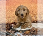 Small #3 Goldendoodle