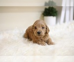 Small #2 Cavapoo-Poodle (Toy) Mix