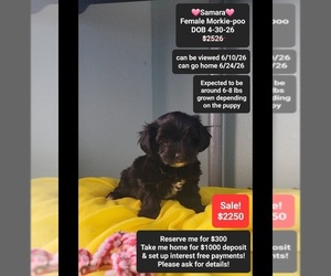 Morkie Poo (Toy) Puppy for sale in TUCSON, AZ, USA