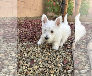 West Highland White Terrier Puppy for sale in LAS VEGAS, NV, USA