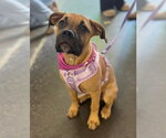 Small Boxer Mix