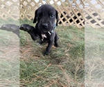 Small Photo #1 Great Dane Puppy For Sale in GARRETT, IN, USA