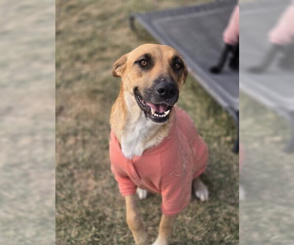 Medium Photo #6 Black Mouth Cur-Unknown Mix Puppy For Sale in The Woodlands, TX, USA