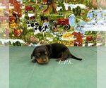 Small #1 Dachshund