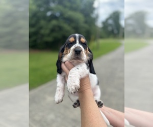 Basset Hound Puppy for sale in DALTON, GA, USA