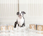 Small Photo #10 Boston Terrier Puppy For Sale in WARSAW, IN, USA