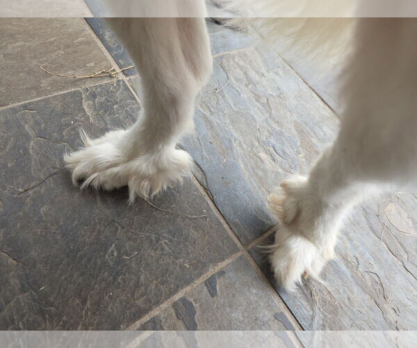 Medium Photo #17 Great Pyrenees-Unknown Mix Puppy For Sale in Houston, TX, USA
