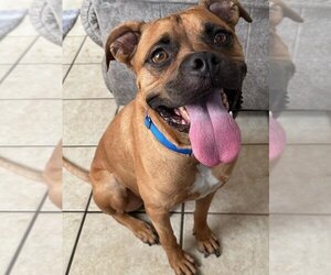 Boxer-Unknown Mix Dogs for adoption in Royal Palm Beach, FL, USA