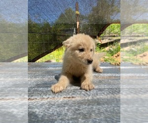 Gerberian Shepsky Puppy for sale in HAYDEN, AL, USA