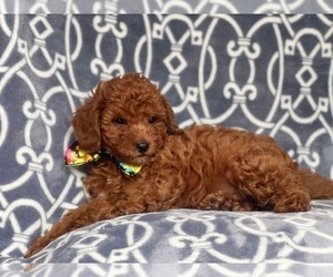 Cavapoo-Poodle (Miniature) Mix Puppy for sale in LAKELAND, FL, USA