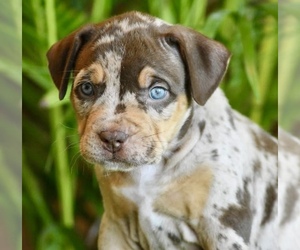 American Bully Puppy for sale in DE LEON SPRINGS, FL, USA