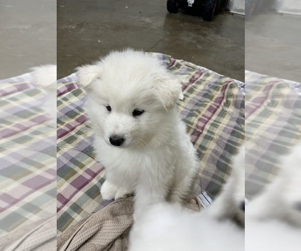 Medium Photo #6 Samoyed Puppy For Sale in LITTLE FALLS, MN, USA