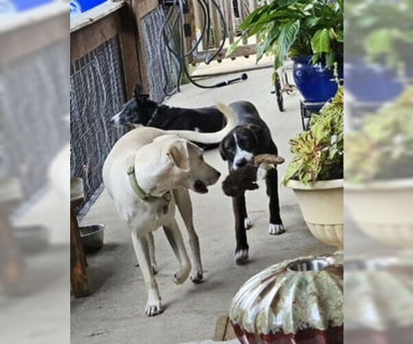 Medium Photo #19 Labrador Retriever-Unknown Mix Puppy For Sale in Oakhurst, NJ, USA
