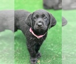 Small #1 Labrador Retriever