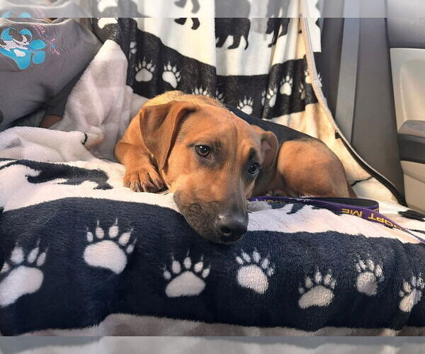 Medium Photo #3 Mutt Puppy For Sale in West Palm Beach, FL, USA