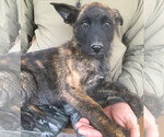 Small Photo #5 Belgian Malinois-Dutch Shepherd Dog Mix Puppy For Sale in SALADO, TX, USA