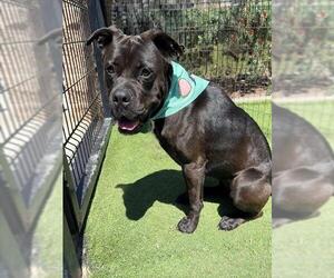 Boxador Dogs for adoption in Orange, CA, USA