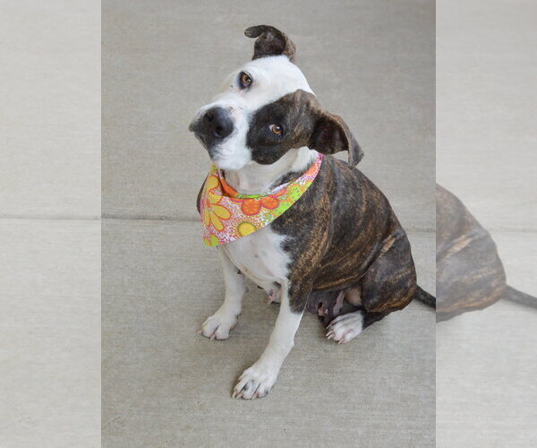 Medium Photo #2 American Pit Bull Terrier-Unknown Mix Puppy For Sale in McKinney, TX, USA