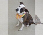 Small #1 American Pit Bull Terrier Mix