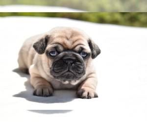 Pug Puppy for sale in PALM COAST, FL, USA