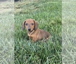 Small Dachshund