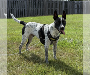 Jax-friendly boy - Male American Staffordshire Terrier-Unknown Mix Dog for Adoption - Photo #2